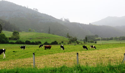 vache bretonne en colombie